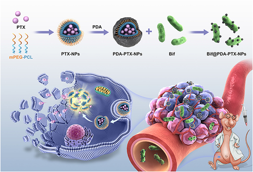 Figure 1 Schematic diagram shows the construction of the Bif@PDA-PTX-NPs biohybrid and its intelligent responsibility to reductive tumor microenvironment through self-driven targeting to hypoxic regions of tumor.