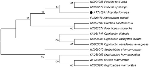 Figure 1. Phylogenetic tree derived from NJ based on concatenated nucleotide sequences of twelve PCGs. Including Poecilia reticulata, Poecilia sphenops, Poecilia formosa, Poeciliopsis monacha, Xiphophorus hellerii, Orestias ascotanensis, Cyprinodon diabolis, Cyprinodon veriegatus isolate, Cyprinodon nevadensis amargosae, Austrolebias charrua voucher, Kryptolebias hemaphroditus, Rivulus marmoratus,.Kryptolebias marmoratus.