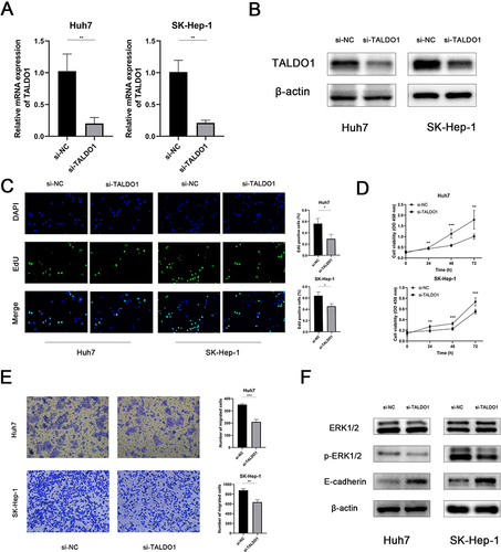 Figure 4 Knockdown of TALDO1 expression inhibits proliferation and migration through ERK/EMT pathway in the Huh7 and SK-Hep-1. (A and B) Validation of TALDO1 knockdown in Huh7 and SK-Hep-1 by PCR and Western blot; (C and D) CCK8 and EdU assays were performed to detect the proliferation of TALDO1 knockdown; (E) Cell migration abilities were determined by Transwell assay; (F) The expression levels of pathway-related proteins were detected by Western Blot. (*P < 0.05; **P < 0.01; ***P < 0.001).