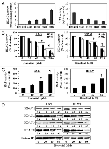 Figure 1. Treatment of NSCLC cells with honokiol reduces the levels of HDAC activity while increasing HAT activity. (A) Comparative analysis of basal levels of HDAC and HAT activity in four different NSCLC cell lines and non-neoplastic BEAS-2B cells using colorimetric assay kits. (B) A549 and H1299 cells were treated with various concentrations of honokiol (0, 20, 40 and 60 µM) or TSA (100 nm) for 24 or 72 h. Total HDAC activity was determined in nuclear extracts of the cells. Cells treated with TSA, an inhibitor of HDACs, served as a positive control. (C) Treatment of A549 and H1299 cells with honokiol for 72 h enhanced HAT activity in a dose-dependent manner. Data are expressed in terms of percent of control as the mean ± SD of 4 replicates. Significant difference vs. non-honokiol-treated control, ¶p < 0.001, †p < 0.01. (D) Treatment of cells with honokiol for 72 h reduces the expression levels of class l HDACs proteins. After treatment for 72 h, cells were harvested, nuclear extracts were prepared and subjected to western blot analysis. Histone H3 was used as a loading control. Representative blots are shown. The relative intensity (arbitrary) of each band after normalization for histone H3 is shown under each blot as the fold change compared with non-honokiol-treated control, which was assigned an arbitrary unit 1.0 in each case.