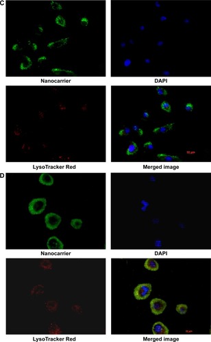 Figure 7 PCL, polycaprolactone; MD, maltodextrin (A–G) subcellular localization of PCL/MD in PC3 with time (0 minute, 5 minutes, and 30 minutes and 1 hour, 2 hours, 6 hours, and 12 hours): acidic organelles (lysosome-LysoTracker Red), nuclei (DAPI), and cytoplasm in PC3.Abbreviations: PCL, polycaprolactone; MD, maltodextrin; DAPI, 4′,6-diamidino-2-phenylindole.