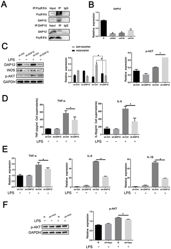 Figure 5 FcγRIIb and DAP12 interact to promote microglia activation-mediated LPS-induced neuroinflammation. (A) Analysis of the interaction between FcγRIIb and DAP12 by immunoprecipitation assay. (B) Si-RNA at different loci of DAP12 (si-DAP12#288, si-DAP12#196, and si-DAP12#104) were transfected into BV2 cells, before treating with LPS for 9 h. Q-PCR was performed to detect the transfection efficiency of knocking down si-RNA at different loci of DAP12. (C) Western blot detection of the changes in p-AKT, DAP12 and iNOS protein expression levels in BV2 cells after knockdown of DAP12. (D) ELISA assay of the expression levels of TNF-α and IL-6 in the supernatants of cells collected by centrifugation. (E) Q-PCR assay of the changes in NF-α, IL-6, and IL-1β expression in BV2 cells. (F) BV2 cells were transfected and then stimulated with LPS. Western blot detected the change in p-AKT protein expression in BV2 cells after overexpressed FcγRIIb while interfering with DAP12 (mean ± SEM represents the result value, n = 3, *Compared to the control, or si-Ctrl+LPS group, or N+LPS group, or si-DAP12+myc-FcγRIIb+LPS group, #Indicates compared to the sh-Ctrl+LPS group, p < 0.05).