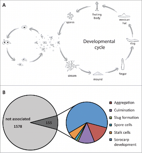 FIGURE 2. Prion-like proteins may be involved in the development of D. discoideum. (A) Live cycle of D. discoideum. Upon nutrient depletion, cells enter the developmental cycle and proceed through several morphogenic states during which the cells differentiate into spore cells or stalk cells. Spore cells remain dormant until the conditions become more favorable. (B) Prion-like proteins are specifically enriched for proteins associated with developmental processes. 155 proteins are involved in general or specific processes during sorocarp development.