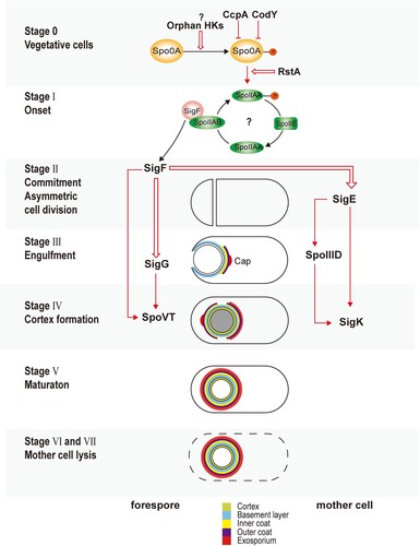 Figure 1. Sporulation of Clostridioides difficile. This figure summarizes the sporulation initiation and spore formation described in this review. Red arrows indicate transcriptional activation. Red cross arrows indicate transcriptional inhibition. Red bold arrows indicate post-translational regulations. Question marks indicate suggestive but unconfirmed mechanisms.