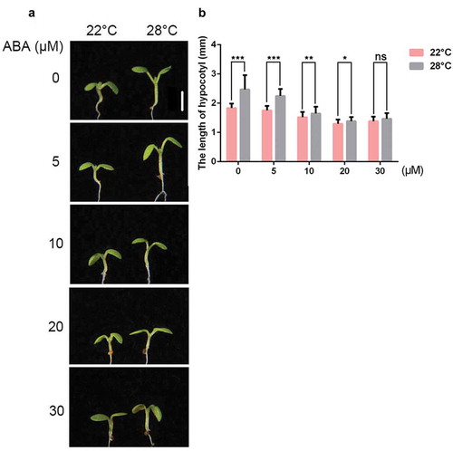 Figure 1. ABA suppresses high temperature-induced hypocotyl elongation.(a) Representative images showing hypocotyls of the wild-type (Col-0) grown on the MS medium supplemented with different concentrations of ABA at 22°C or 28°C. Scale bar = 2 mm. (b) Quantitative results showing hypocotyl lengths of Col-0 grown on the MS medium supplemented with different concentrations of ABA at 22°C or 28°C. Mean ± SD; n = 30.