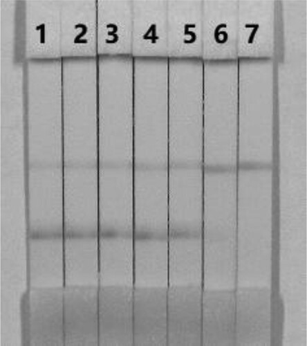 Figure 6. Colloidal gold immunochromatography assay for FB1 in 0.01 M PBS (pH 7.4). FB1 concentration: 1= 0 ng/mL; 2 = 1 ng/mL; 3 = 2.5 ng/mL; 4 = 5 ng/mL; 5 = 10 ng/mL; 6 = 25 ng/mL; and 7 = 50 ng/mL.