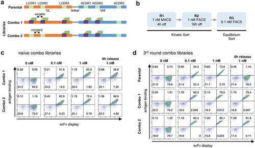 Figure 3. (a) Schematic representation of parental antibody scFv and the two Combo libraries produced: Combo 1 has diversity in LCDR1-3 and HCDR1-2 and Combo 2 has diversity in LCDR3 and HCDR1-2. (b) Outline of the selection rounds performed in phase 2 with the two Combo libraries. (c) Yeast display binding profile of the combo libraries before any rounds of selection were performed. Binding to antigen (APC fluorescence) is shown on the Y-axis and scFv display (PE fluorescence) is shown on the X-axis. (d) Yeast display binding profile of the parental scFv and the combo libraries after 3 rounds of selection.    