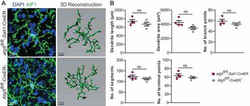 Figure 2. 3D reconstruction analysis of microglia. (A) Represents the 3D reconstruction of AIF1/Iba1+ microglia (green) from atg5fl/fl-Sall1-CreER and Atg5fl/fl-CreER− mice corresponding to the respective image acquired from a confocal microscope. (B) Represent the quantification of dendritic parameters from atg5fl/fl-Sall1-CreER and Atg5fl/fl-CreER− mice. The dendritic length, dendritic area number of branch points, number of segments and the number of terminal points are shown. Each dot represents one mouse and 3 cortical neurons from each mouse was used for quantification of the ramification parameters. (atg5fl/fl-Sall1-CreER n = 4, Atg5fl/fl-CreER− n = 4). Statistical analysis: Mann-Whitney test was applied