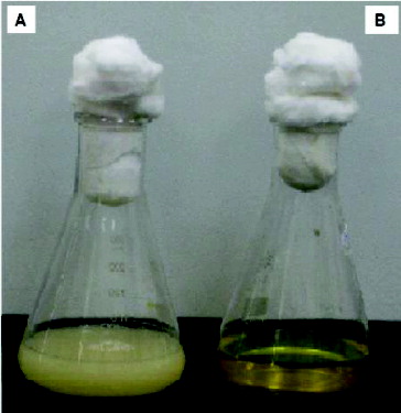 Figure 3. Chromate reduction by Halomonas sp. M-Cr. Cells were grown in alkaline LB medium (pH 10) amended with 50 mg L−1 Cr(VI), and incubated at 30 °C with shaking at 120 rpm. Complete Cr(VI) reduction was achieved within 120 h and white-precipitate was visible at the bottom of the flask (A). Cell-free control was used to monitor any abiotic reduction of Cr(VI) (B).