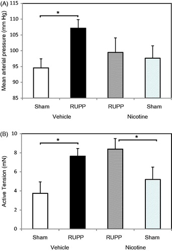 Figure 1. Nicotine effect on MAP and contractile response of mesenteric arteries following placental ischemia. RUPP or Sham animals were treated with nicotine or saline vehicle GD14–18 and MAP and contractile responses determined on GD19. (A) MAP increased in RUPP Vehicle (n = 7) compared to Sham Vehicle (n = 7), but RUPP Vehicle was not significantly greater than RUPP animals treated with 1 mg nicotine/kg/day (RUPP Nicotine, n = 9). RUPP Nicotine was not significantly different from Sham Nicotine (n = 8) treated animals. *p < 0.05. (B) RUPP surgery significantly increased the active tension generated in response to 0.57 µM U46619 comparing RUPP Vehicle (n = 6) to Sham Vehicle (n = 6). In nicotine-treated animals, the contractile response to U46619 was significantly higher in RUPP (n = 8) versus Sham (n = 5). *p < 0.05.