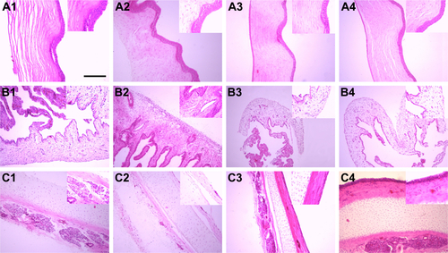 Figure S7 Histopathology microscopy of cornea (A), iris (B), and conjunctiva (C) after treating with different formulations for 7 days: (1) blank; (2) normal saline; (3) CG-GS-PRN-LDH (1:0.5); (4) CG-GS-PRN-LDH (1:1), n=3. The bar shown is 50 μm. The insert shows the representative images that appears in each figure part. (Hematoxylin-eosin stain; original magnifications ×100; insert ×400).Abbreviations: CG-GS, chitosan-glutathione-glycylsarcosine; LDH, layered double hydroxides; PRN, pirenoxine sodium.