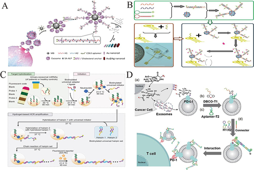 Figure 9 (A) Schematic illustration of the HCR based signal amplification strategy for exosome detection. Reprinted from Zhang YZ, Wang D, Yue S, et al. Sensitive multicolor visual detection of exosomes via dual signal amplification strategy of enzyme-catalyzed metallization of Au nanorods and hybridization chain reaction. ACS Sens. 2019;4(12):3210–3218. Copyright: American Chemical Society, 2019.Citation94 (B) Schematic mechanism of the HCR based electrochemical micro-aptasensors for exosome detection. Reprinted from Zhang WF, Tian ZH, Yang SJ, et al. Electrochemical micro-aptasensors for exosome detection based on hybridization chain reaction amplification. Microsyst Nanoeng. 2021;7(1):63.Citation95 (C) Schematic diagram of hydrogel-based HCR signal amplification procedure for exosome assay. Reprinted from Kim J, Shim JS, Han BH, et al. Hydrogel-based hybridization chain reaction (HCR) for detection of urinary exosomal miRNAs as a diagnostic tool of prostate cancer. Biosens Bioelectron. 2021;192:113504. Creative Commons.Citation96 (D) Schematic diagram of HCR strategy for characterizing exoPD-L1 glycosylation. Reprinted from Kang SY, Zhu L, Wang WC, et al. Amplified visualization and function exploration of exosomal protein-specific glycosylation using hybridization chain reaction from non-functional epitope. Sci China Chem. 2022;65(6):1204–1211.Citation97