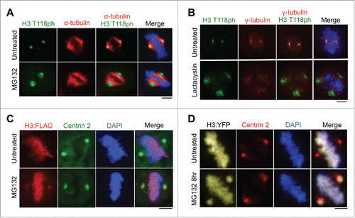 Figure 3. Abundance of histone H3 at the centromere increases upon proteasome inhibition. (A-B) Metaphase HeLa cells untreated or treated with MG132 (A) or lactacystin (B). Scale bars = 10 μm. (C-D) Metaphase 293TR cells stably expressing H3:FLAG (C) or transiently transfected with H3:YFP (D) upon treatment with or without MG132. Scale bars = 10 μm.