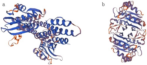 Figure 6 The tertiary structure of the protein encoded by orf4094 gene.Notes: (A) Before the mutation; (B), after the mutation.