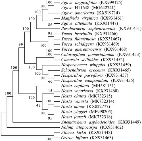 Figure 1. Phylogenetic tree of 27 chloroplast genomes.  