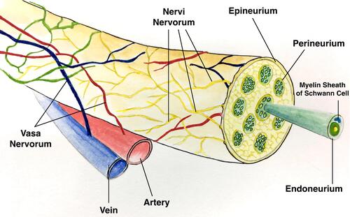 Figure 1 Illustration of the “nervi nervorum” and “vasa nervorum” outside the epineurium.