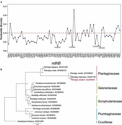 Figure 9. (a). Pi values of the protein coding genes. (b). Phylogenetic tree by maximum likelihood method of ndhB gene.