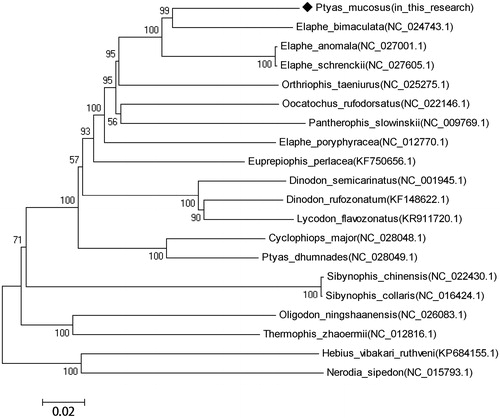 Figure 1. Phylogenetic tree of mitochondrial genomes analyses of 20 species snakes of Colubridae based on the NJ method.