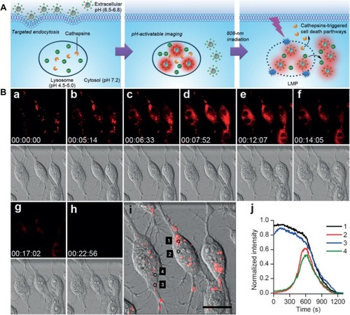 Figure 5 (A) Lysosome-aimed strategy for simultaneously targeted delivery, lysosomal imaging and destruction, and real-time self-feedback of therapeutic efficacy. Real-time monitoring of fluorescence and morphology during PDT. (B) a–h) Real-time fluorescence images at λEx/Em of 633/660–720 nm (top) and bright-field images (bottom) of Apt-TNP-loaded MDA-MB-231 cells under 808 nm irradiation at 100 mW cm−2. i) Merged fluorescence and bright field image at the starting time of PDT. Scale bar, 20 mm. j) Time course of fluorescence intensity collected at dots 1–4 shown in (i), corresponding to the lysosomes (1, 3) and cytosol (2, 4). Tian J, Ding L, Ju H, et al. A multifunctional nanomicelle for real-time targeted imaging and precise near-infrared cancer therapy. Angew Chem Int Ed. 2014;53(36):9544–9549. With permission from Copyright 2014 John Wiley and Sons.Citation63