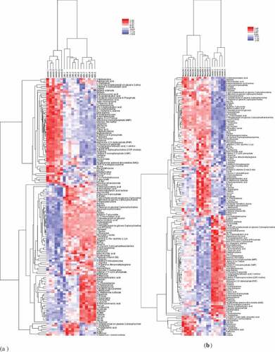 Figure 1. (a) Heat maps of the metabolites in 24 h sprouts, 48 h sprouts, and seeds (CK); (b) Heat maps of the metabolites in MeJA-24 h sprouts, MeJA-48 h sprouts, and seeds (CK)