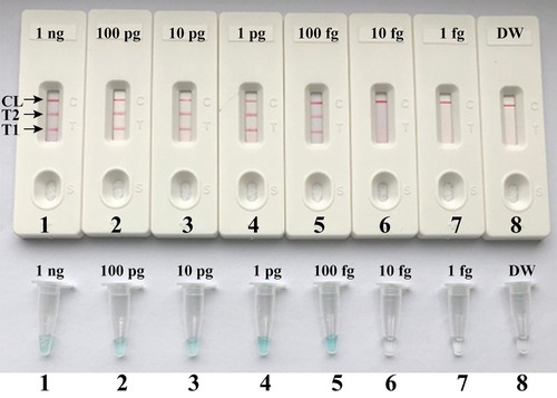 Figure 5 Visual detection of multiplex targets in a m-LAMP reaction. Two sets of LAMP primers targeting nuc and mecA genes were simultaneously added to a reaction vessel and the LoD of m-LAMP for simultaneously detecting S. aureus and identifying MRSA was analyzed using LFB. Biosensors 1, 2, 3, 4, 5, 6, 7 and 8 represent DNA levels of 1 ng (S. aureus ATCC 43300 templates), 100 pg (S. aureus ATCC 43300 templates), 10 pg (S. aureus ATCC 43300 templates), 1 pg (S. aureus ATCC 43300 templates), 100 fg (S. aureus ATCC 43300 templates), 10 fg (S. aureus ATCC 43300 templates), 1 fg (S. aureus ATCC 43300 templates) and negative control (DW). The LoD of m-LAMP assay for nuc and mecA detection was 100 fg per vessel.