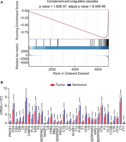 Figure 1 In GSE14520 dataset, the complement and coagulation cascades signaling pathway was significantly enriched with differentially expressed genes (DEGs) in HBV-related HCC patients (p-value < 0.05 and adjusted p-value < 0.05, (A)); in total 37 DEGs were significantly enriched in the complement and coagulation cascades signaling pathway (p < 0.0001 or p < 0.05, (B). *p < 0.05, ****p < 0.0001.