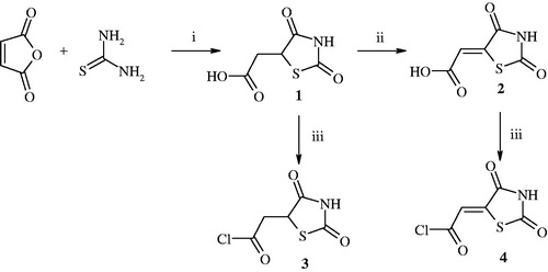 Figure 1. Synthesis of 2-(2,4-dioxothiazolidin-5-yl)acetyl chloride and 2-(2,4-dioxothiazolidin-5-ylidene)acetyl chloride. Reagent and conditions: (i) HCl, reflux; (ii) Br2, CH3COOH, reflux; (iii) SOCl2, DMF, 1,4-dioxane, reflux 1 h.