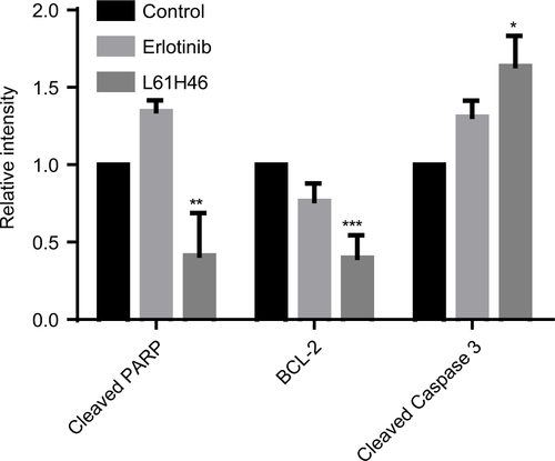 Figure S3 The relative intensity of various proteins expressed in mouse xenografts in vivo was calculated.Notes: Data represent similar results from at least three independent experiments. *P<0.05; **P<0.01; ***P<0.001.