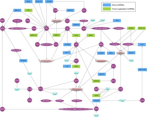 Figure 2 Overview of the regulatory network of lncRNAs in lung cancer.