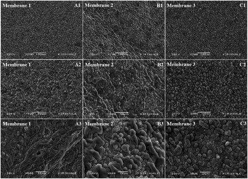 Figure 7. SEM images of oil loaded membranes (1, 2 and 3) incubated with L929 mouse fibroblast cells after two days with different magnifications; 200X (A1-B1-C1); 400X (A2-B2-C2) and 800X (A3-B3-C3).