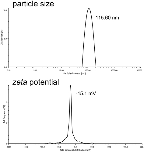 Figure 4 Plots of siBRAF-mDexo particle size and zeta potential.