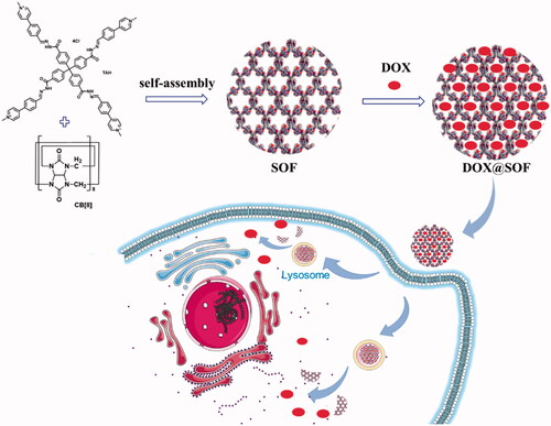 Scheme 1. Illustration of the preparation of the drug delivery system DOX@SOF and the proposed model for acid-activable drug release in tumor cells.