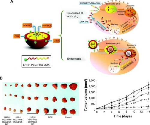 Figure 1 (A) Delivery strategy of LHRH-PEG-PHis-DOX/DOX-TAT micelles. (B) Images of the tumors on day 14 after the inoculation of A2780/DOXR tumor cells in the mice and in vivo antitumor efficacy.Notes: Reprinted from Yang T, Li F, Zhang H, et al. Multifunctional pH-sensitive micelles for tumor-specific uptake and cellular delivery. Polym Chem. 2015;6(8):1373–1382.Citation34 With permission from the Royal Society of Chemistry. Copyright 2014 Royal Society of Chemistry.Abbreviations: LHRH, luteinizing hormone-releasing hormone; PEG, poly(ethylene glycol); PHis, poly(histidine); DOX, doxorubicin; TAT, trans-activating transcriptional activator.