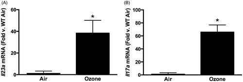 Figure 1. (A) Pulmonary Il23a and (B) Il17a mRNA abundance, determined by qRT-PCR, in WT mice exposed to room air or ozone (0.3 ppm) for 72 h. Results shown are means ± SE from 5–6 mice/group and are expressed relative to the air exposed mice. *p < 0.05 vs air.