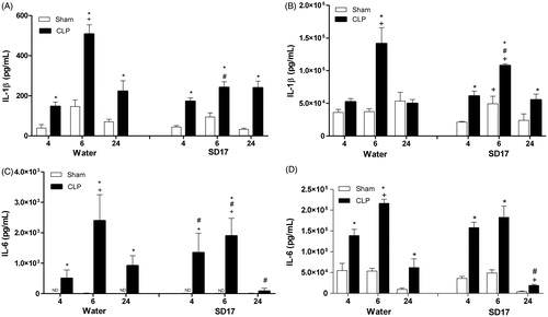 Figure 4. Effect of SD17 treatment on plasma and peritoneal lavage fluid (PLF) concentrations of IL-1β and IL-6 at 4, 6 and 24 h after Sham or CLP surgery. Concentration of (A) IL-1β and (C) IL-6 in plasma and (B) IL-1β, and (D) IL-6 the PLF animals subjected to sham operation (Sham) or sepsis induced by caecal ligation and puncture (CLP), pretreated and treated by gavage with SD17 (100 mg/kg) or vehicle (water). The values shown are means ± SEM. *p < 0.001 compared to the Sham group; +p < 0.001 compared to the same group; #p < 0.05 compared to vehicle (water) treatment in the same period and same group. n = 4–11 animals/group. ND: not detectable.