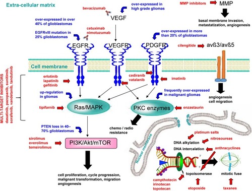 Figure 1 Main mechanisms of experimental drugs used against high-grade gliomas.Abbreviations: avß3/avß5, avß3/avß5 heterodimers; EGFR, epidermal growth factor receptor; EGFRvIII, mutant EGFR; MMP, matrix metalloproteinase; PDGFR, platelet-derived growth factor receptor; PI3K/Akt/mTOR, phosphoinositide 3-kinase/protein kinase B/mammalian target of rapamycin; PKC, protein kinase C; PTEN, phosphatase and tensin homolog; Ras/MAPK, Ras mitogen-activated protein kinase; VEGF, vascular endothelial growth factor; VEGFR, vascular endothelial growth factor receptor.