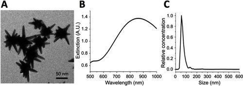 Figure 1 Characterization of synthesized gold nanostars (GNS) probes. (A) Transmission electron microscopy (TEM) imaging of GNS nanoprobe. The scale bar is 50 nm (B) Vis-NIR extinction spectrum of 0.1 nM GNS solution in water. The plasmonic peak is at 860 nm. (C) GNS nanoparticle size distribution measured by nanoparticle tracking analysis (NTA). The mean particle hydrodynamic size is 65 nm.