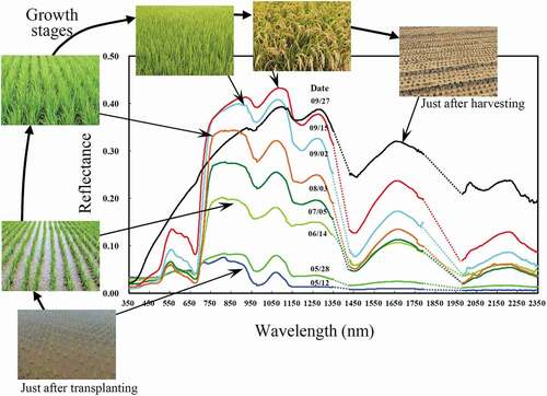 Figure 2. Typical seasonal change of hyperspectral reflectance in a rice paddy. Date (MM/DD) indicates month and date. (Inoue et al. Citation2008)