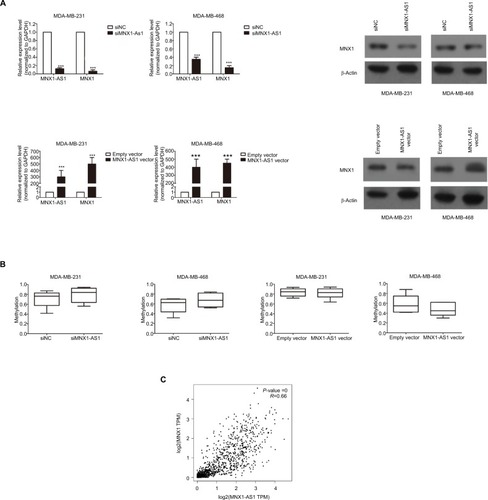 Figure 4 MNX1-AS1 was correlated with MNX1 expression.Notes: (A) The MNX1 expression level was determined by qRT-PCR and Western blot assays in the three cell lines transfected with si- MNX1-AS1 or negative control and with MNX1-AS1 vector or empty vector. (B) Bisulfite deep sequencing were used to measure the promoter methylation ability of the two cell lines transfected with si- MNX1-AS1 or negative control and with MNX1-AS1 vector or empty vector. (C) The MNX1 and MNX1-AS1 expression levels in breast tumor tissues from TCGA database.