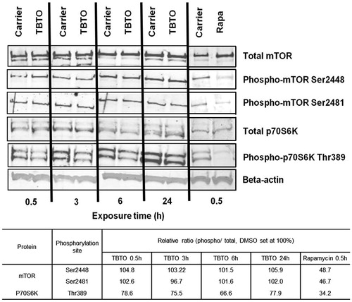 Figure 3. Effects of TBTO on protein expression levels of mTOR signaling intermediates. Jurkat cells were exposed to 100 nM TBTO for 0.5, 3, 6 and 24 h. Protein expression levels of select mTOR signaling intermediates were quantified by Western blot: e.g. total and phosphorylated (Ser2448 and Ser2481) mTOR and total and phosphorylated (Thr389) p70 ribosomal protein S6 kinase (p70S6K). Quantification of the bands is shown in the table below the picture. Ratios between phosphorylated and total proteins were calculated and relative ratios calculated by setting the ratio for the DMSO sample at the corresponding timepoint at 100%. Rapamycin (20 nM) was used as positive control.