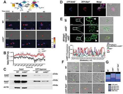 Figure 4. NRBF2 facilitates phagocytic maturation by enhancing RAB7 activity. (A) Representative time-lapse images of pRaichu-Rab7-transfected WT and nrbf2−/- BMDMs after adding apoptotic thymocytes. The cells are shown as color-coded FRET ratio (YFP/CFP) distributions (see color bar on the right). Scale bar: 10 μm. (B) Quantitative analysis of the relative FRET signal around the apoptotic cells at the indicated times (n = 5–9). Mean ± S.E.M. (C) The GTP-bound RAB7 protein levels in WT and nrbf2−/- BMDMs. Incubate GTP-agarose beads with protein lysates from WT, and nrbf2−/- BMDMs and GTP-bound RAB7 were detected by western blot (RAB7 antibody). (D) Confocal images of BMDM after transfection with CFP-Nrbf2 and RFP-Rab7. Scale bar: 5 μm. (E) Immunofluorescent staining images of LAMP1 after bead treatment for 2 h in WT, nrbf2−/-, and RFP-Rab7-transfected nrbf2−/- BMDMs. Scale bar: 5 μm. Right: Fluorescence intensity of LAMP1 around the phagosome (indicated by arrow). (F) Representative time-lapse images of CMFDA-stained apoptotic cells in WT, nrbf2−/-, and RFP-Rab7-transfected nrbf2−/- BMDMs after they were treated with the CMFDA-stained apoptotic cells. (G) Classification of apoptotic cells according to the time required for phagosomes moving into the swelling cell body. In B, data were analyzed via an unpaired Student’s t-test. *P < 0.05, **P < 0.01, ***P < 0.001