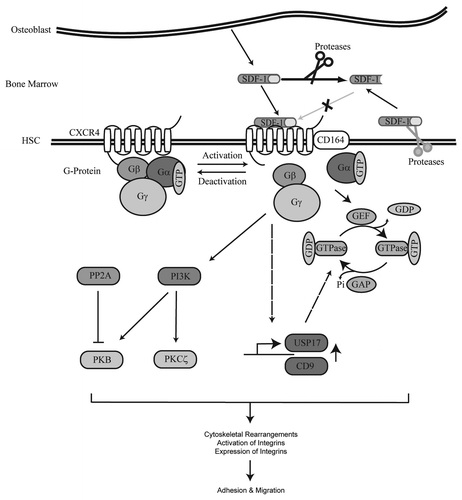 Figure 2. SDF-1/CXCR4 signaling cascade. SDF-1 is produced by bone lining osteoblasts in the bone marrow. Upon binding of SDF-1 to the G protein coupled receptor CXCR4, CD164 is recruited to the receptor and a downstream signaling cascade is activated. SDF-1 stimulation results in the activation of multiple signal transduction molecules. Proteins activated by SDF-1 that have been demonstrated to play an important role in HSC migration include PI3K and the GTPases Rac, Rho and Cdc42. In addition, activation of CXCR4 also results in upregulation of USP17 and CD9 at the transcriptional level. USP17 is involved in the translocation of Rac, Rho and Cdc42 to G-Proteins resulting in activation of these GTPases. Activation of CXCR4 eventually leads to cytoskeletal rearrangements, activation of integrins and migration of HSCs. SDF-1 can be cleaved by both extracellular and membrane-bound proteases thereby prohibiting activation of CXCR4.