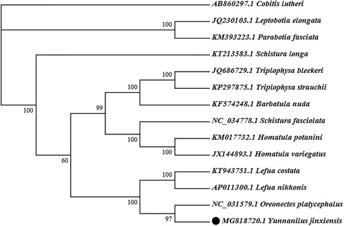Figure 1. Neighbor-joining phylogenetic tree based on the mitochondrial genome of Y. jinxiensis and other 13 fishes using MEGA 7.0. Cobitis lutheri served as an outgroup species.