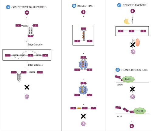 Figure 2. Modulators of circRNA biogenesis. (A) Competitive base-pairing between multiple pairs of inverted repeats can modulate circRNA formation as only base-pairing between IRs across an exon (inter-intronic pairing, up) promotes circRNA formation whereas intra-intronic base-pairing does not (down). The 2 mutually exclusive base-pairing patterns are indicated with arrows in the middle panel. (B) Additionally, when dependent on intron-pairing, the efficiency with which circRNAs are formed may be modulated by the activity of the RNA editing enzyme ADAR 1 that acts as an inhibitor of circRNA formation by mediating the conversion of adenosines (A) to inosines (I) thereby destabilizing the base-pairing that promotes backsplicing. (C) Splicing factors, both tissue specific and general, can affect circRNA expression and may either inhibit or promote the expression of a circRNA. (D) CircRNA formation is affected by the rate of transcription, with a high transcriptional elongation rate being favorable for circRNA expression.
