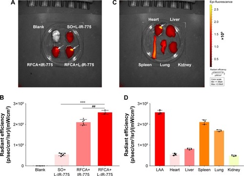 Figure 2 Fluorescence imaging and semi-quantitative data from rabbits following group-appropriate treatments.Notes: Fluorescence imaging (A) and semi-quantitative data (B). Group A, blank; Group B, SO+L-IR-775; Group C, RFCA+IR-775; Group D, RFCA+L-IR-775. All rabbits were sacrificed 48 hours after intravenous drug administration. Fluorescence imaging (C) and semi-quantitative data (D) from tissues of rabbits in Group D. The white arrow indicates the LAA ablation site. ***P<0.001 versus SO+L-IR-775 treatment; ##P<0.01 vs RFCA+IR-775 treatment. Data are presented as means ± SD.Abbreviations: LAA, left atrial appendage; L-IR-775, IR-775 liposome; RFCA, radiofrequency catheter ablation; SO, sham-operated.