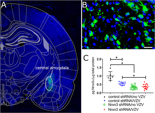 Figure 1 Infusion of virus expressing Nrxn3 shRNA reduced the number of Nrxn3α positive cells. The central amygdala of Long Evans rats was infused with AAV1 virus containing the construct AAV1-GFP-mNRXN3-shRNA or a scrambled shRNA. Four weeks after infusion the whisker pad was injected with MeWo cells without varicella zoster virus (no VZV) or MeWo cells containing varicella zoster virus. Six weeks after infusion the brain was isolated and the sections imaged. (A) is a low magnification image of a brain slice indicating green GFP fluorescence from expression of the virus construct in the central amygdala region (white oval). A high magnification image of the GFP positive cells (green) within the central amygdala is shown in (B). Bar = 20 micrometers. (C) shows a histogram for Nrxn3 expression within the central amygdala after infusion of AAV1 and injection of the whisker pad. Each point is from an individual animal. An asterisk indicates a significant difference of α=0.05.