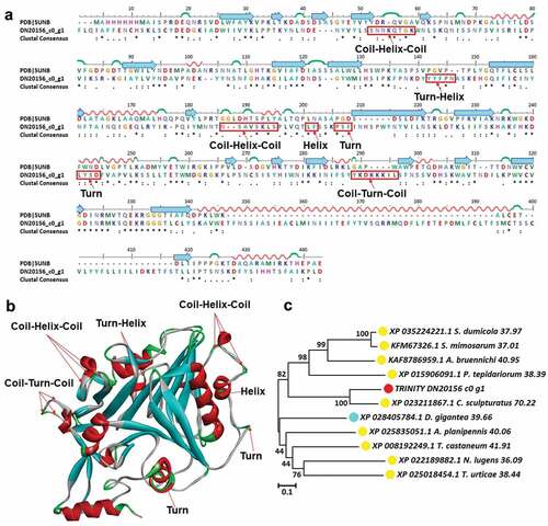 Figure 8. Structure analysis including sequence alignment, 3D modeling and phylogenetic analysis of plancitoxin-1-like isoform X1. (a) A putative sequences TRINITY_DN20156_c0_g1 was aligned with a model plancitoxin-1-like isoform X1 (PDB ID: 5UNB). At the bottom of columns, asterisks (*) show conserved positions, colons (:) show conserved substitutions and points (.) show non-conserved substitutions. Grey line, green Bend, blue banded arrowhead, and red solenoid represent coil, turn, sheet and helix, respectively. Different fragments are framed by red lines, (b) 3D modeling was simulated using the template plancitoxin-1-like isoform X1 (PDB ID: 5UNB) by Swiss-MODEL and viewed by Discovery Studio 4.5. The colors grey, green, blue, and red represent coils, turns, sheets and helices, respectively, (c) Phylogenetic tree constructed using TRINITY_DN20156_c0_g1 and 10 other sequences from different species using MEGA 7 with the Neighbor-Joining method. TRINITY_DN20156_c0_g1 was marked in red circle, the arthropod was marked in yellow circle and the cnidarian was marked in blue circle.