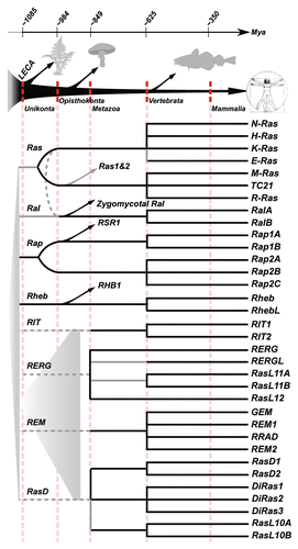 Figure 4 Evolutionary timeline of the Ras-like subfamily members. Many duplication events occurred in the common ancestor of the metazoa and vertebrates. The LECA likely contained multiple ancestral Ras-like GTPases although it is impossible to resolve how many there exactly were. Confident branches are depicted in black. Grey lines indicate possible alternative interpretations but are supported by circumstantial evidence. Gray dotted lines are based on a strict interpretation of the position of these GTPases in the phylogenetic tree but are otherwise unsupported and may originate from a more recent ancestral gene in the Unikont or Opisthokont ancestor. Fungal gene names are based on the orthologous genes in the yeast S. cerevisiae. The evolutionary time scale is based on Douzery et al. but note that molecular dating is highly inaccurateCitation51 and that these dates are therefore approximate at best.