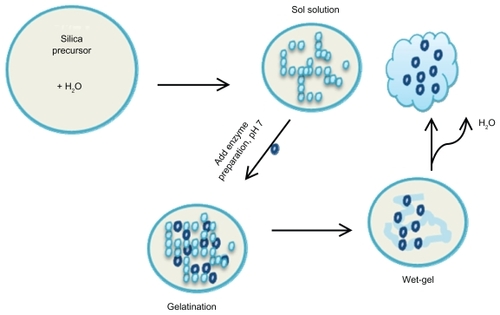 Figure 3 Entrapment of enzymes using sol-gel chemistry: A schematic overview of the sol-gel process. Several silicate precursors can be used to modify the surface chemistry of the sol-gels such as TMSO, APTES, MTMOS, and ETMOS.Abbreviations: TMSO, tetramethyl orthosilicate; APTES, 3-aminopropyltriethoxysilane; MTMOS, methyltrimethoxysilane; ETMOS, ethyltrimethoxysilane.