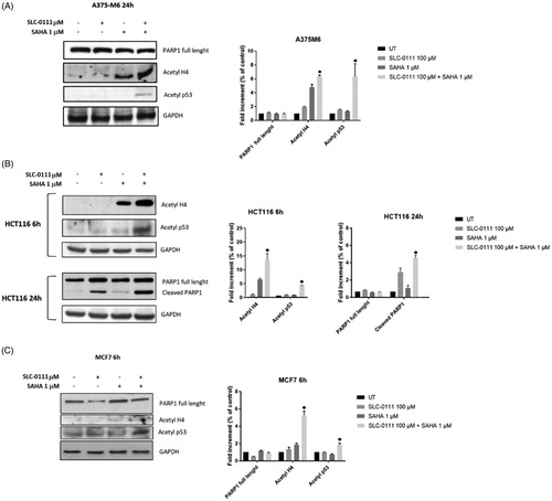 Figure 3. Molecular effect after the treatment with SLC-0111 and/or SAHA. (A) (Left) Representative Western blot of PARP1, Acetyl H4, Acetyl p53 after the treatment of A375M6 with SLC-0111 and/or SAHA. (Right) Densitometric quantification of PARP1, Acetyl H4, Acetyl p53 relative to GAPDH expression, expressed as a fold increment (%) compared to UT. ● p ≤ .05 refers to the co-treatment SLC-0111 + SAHA respect to SAHA and SLC-0111 alone. (B) (Left) Representative Western blot of Acetyl H4 and Acetyl p53 after the treatment of HCT116 with SLC-0111 and/or SAHA for 24 h and representative Western blot of PARP1 and cleaved PARP1 after the treatment of HCT116 with SLC-0111 and/or SAHA for 24 h. (Right) Densitometric quantification of Acetyl H4, Acetyl p53, PARP1 and cleaved PARP1 relative to GAPDH expression, expressed as a fold increment (%) compared to UT. ● p ≤ .05 refers to the co-treatment SLC-0111 + SAHA respect to SAHA and SLC-0111 alone. (C) (Left) Representative Western blot of PARP, Acetyl H4 and Acetyl p53 after the treatment of MCF7 with SLC-0111 and/or SAHA for 6h. (Right) Densitometric quantification of PARP1, Acetyl H4 and Acetyl p53 relative to GAPDH expression, expressed as a fold increment (%) compared to UT. ● p ≤ .05 refers to the co-treatment SLC-0111 + SAHA respect to SAHA and SLC-0111 alone.